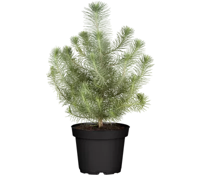 Pinus pinea Silvercrest