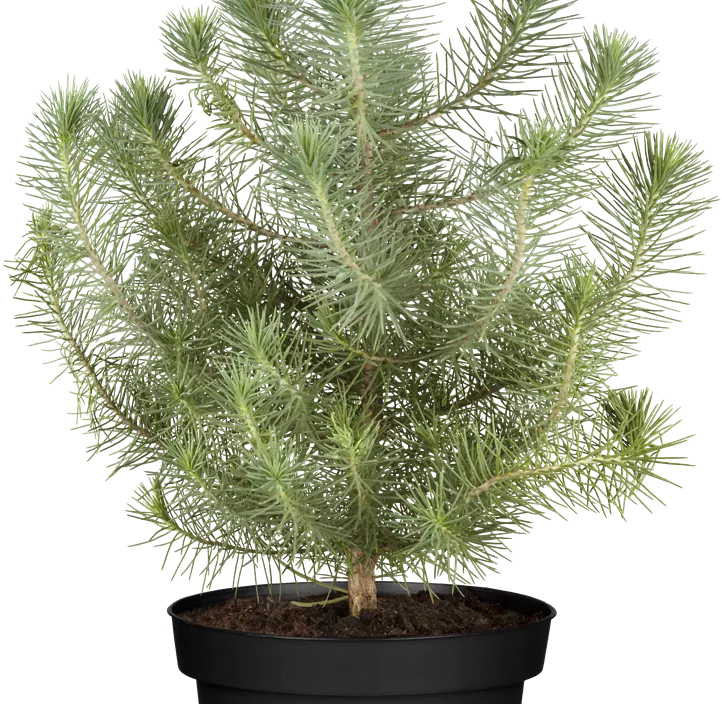 Pinie 'Silver Crest' Pinie 'Silver Crest'