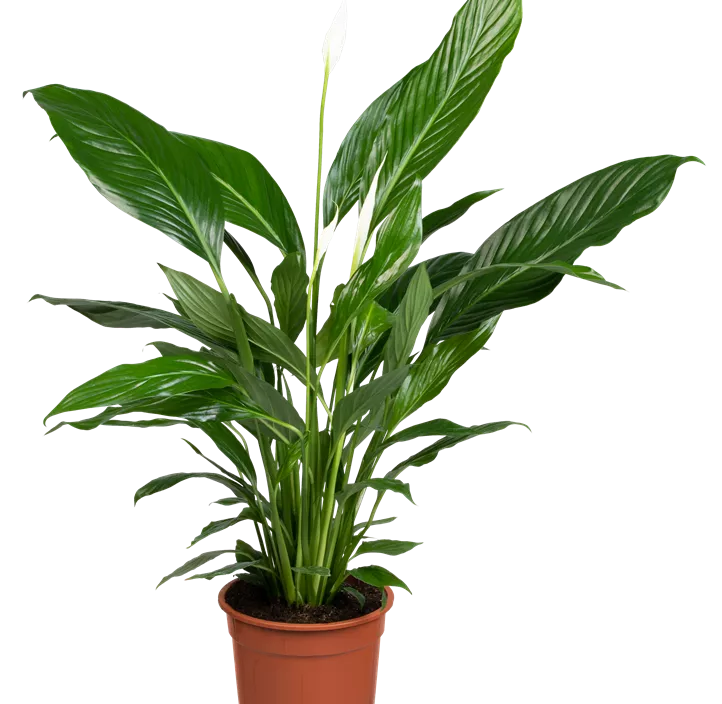 Einblatt 'Sweet Lauretta'