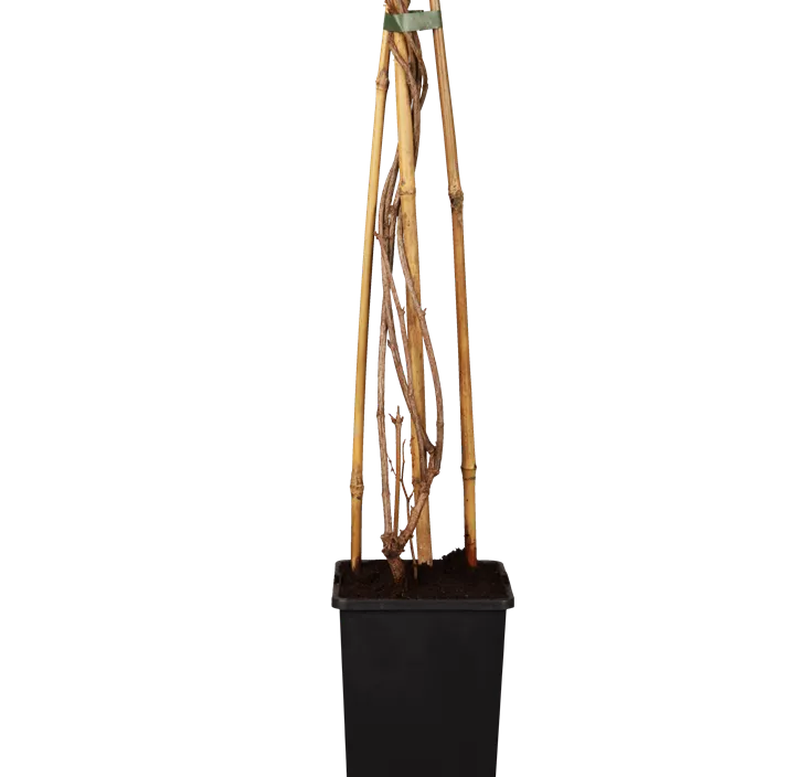 Schlingknöterich Schlingknöterich