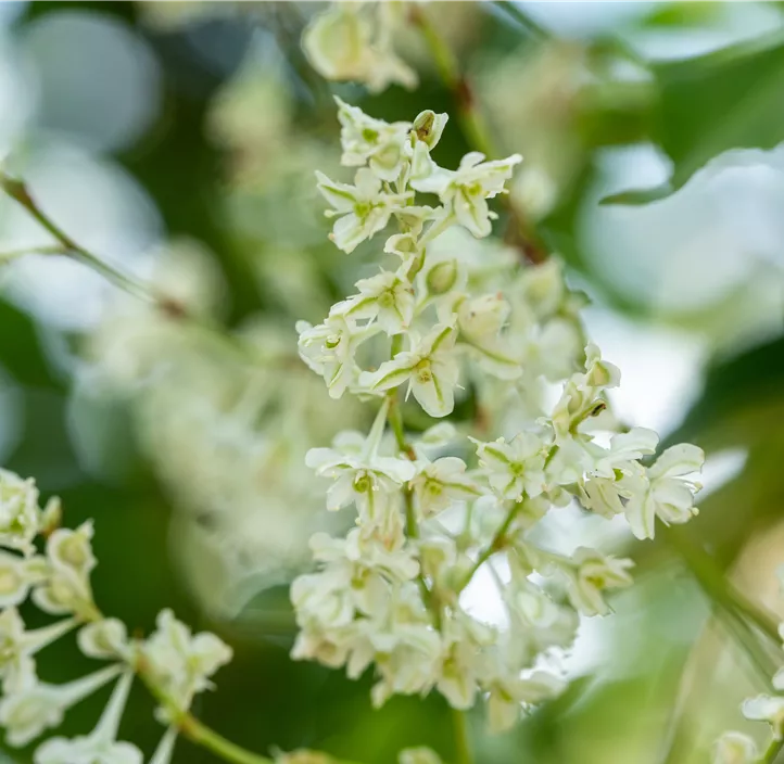 Schlingknöterich Schlingknöterich