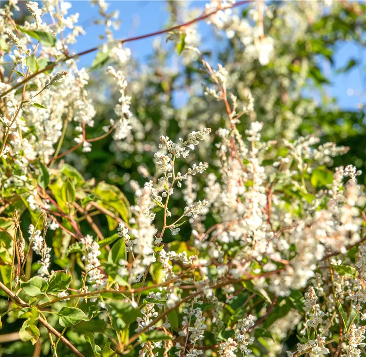 Schlingknöterich Schlingknöterich