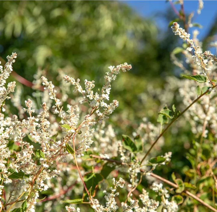 Schlingknöterich Schlingknöterich