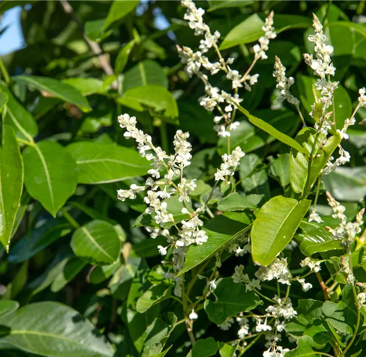 Schlingknöterich Schlingknöterich
