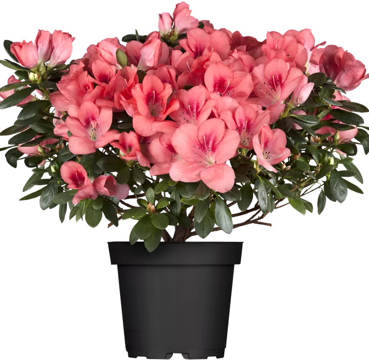 Zimmerazalee 'Hortinno®'