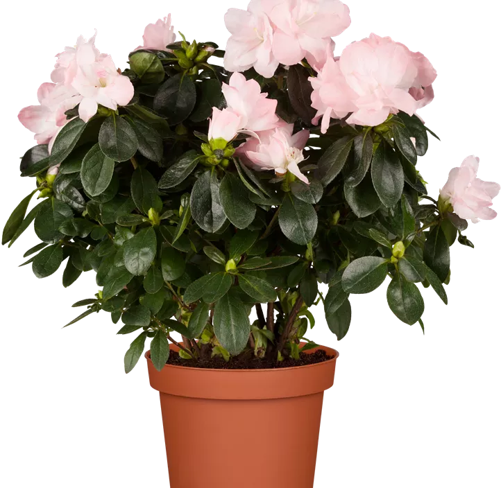 Zimmerazalee 'Hortinno®'