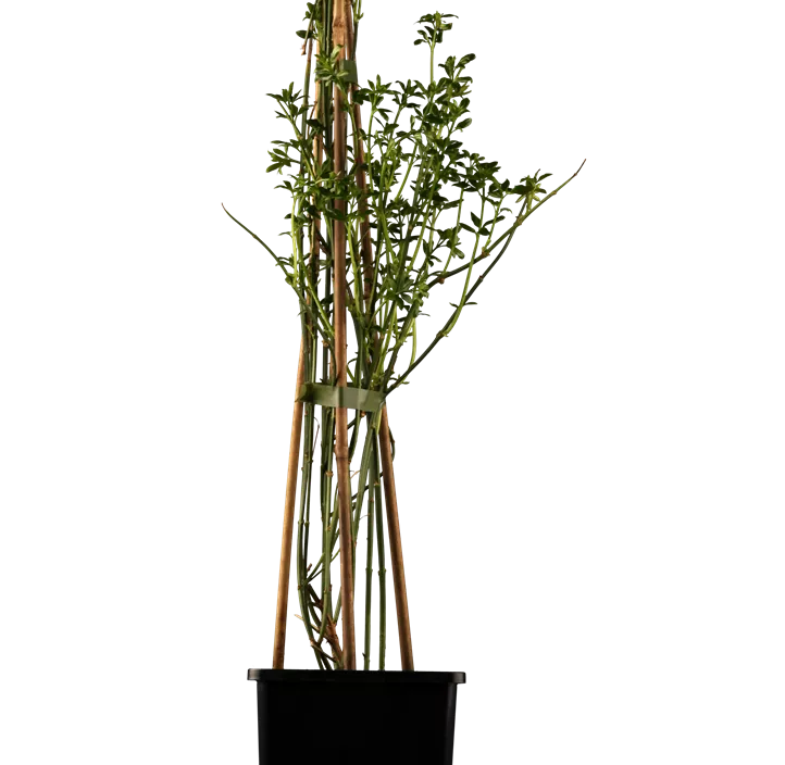 Echter Winter-Jasmin Echter Winter-Jasmin