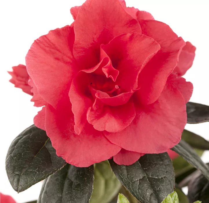 Zimmerazalee 'Christine® Siena' Zimmerazalee 'Christine® Siena'