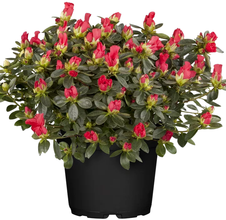 Zimmerazalee 'Christine® Siena' Zimmerazalee 'Christine® Siena'