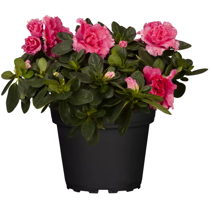 Zimmerazalee 'Aiko® Rose' Zimmerazalee 'Aiko® Rose'