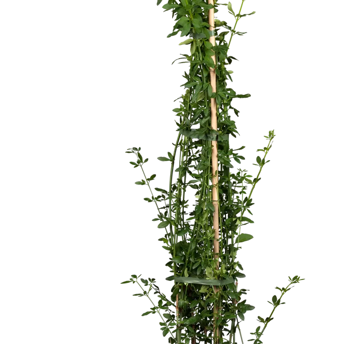 Echter Winter-Jasmin Echter Winter-Jasmin