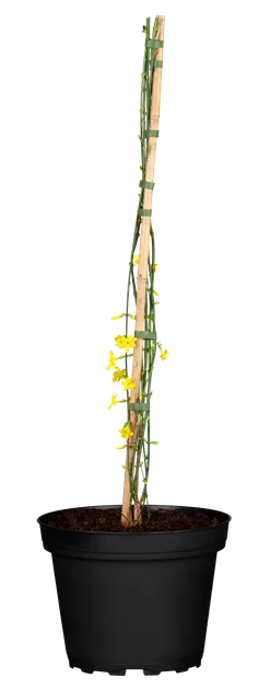 Jasminum nudiflorum, Echter Winter-Jasmin - Bellaflora