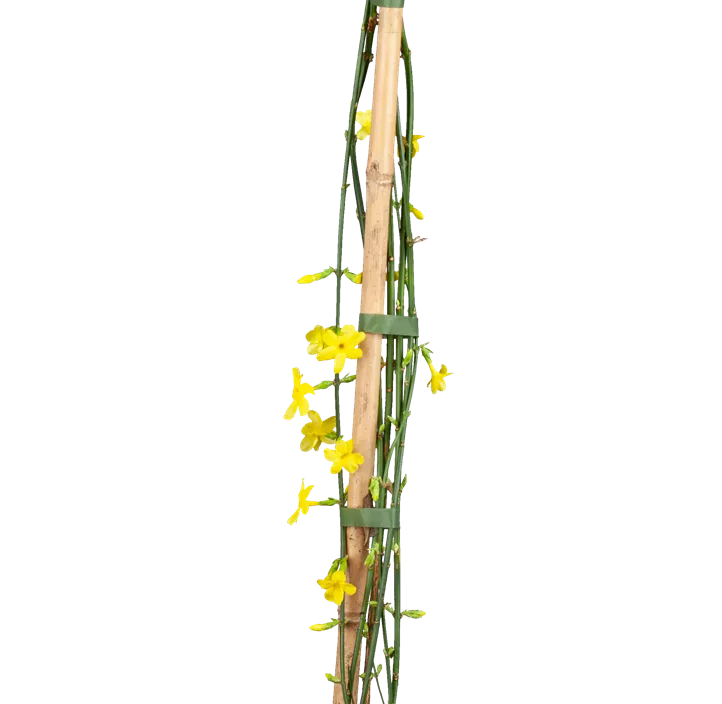 Echter Winter-Jasmin Echter Winter-Jasmin