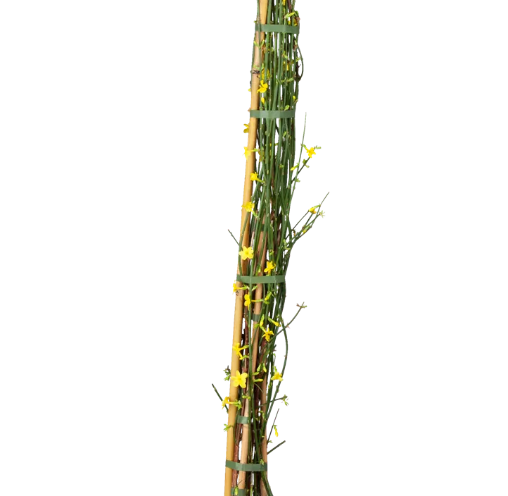 Echter Winter-Jasmin Echter Winter-Jasmin