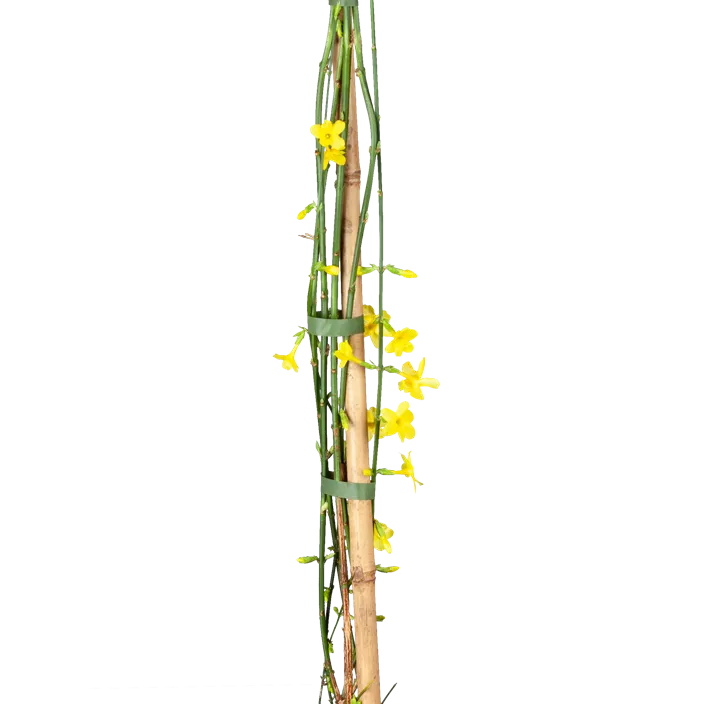 Echter Winter-Jasmin Echter Winter-Jasmin