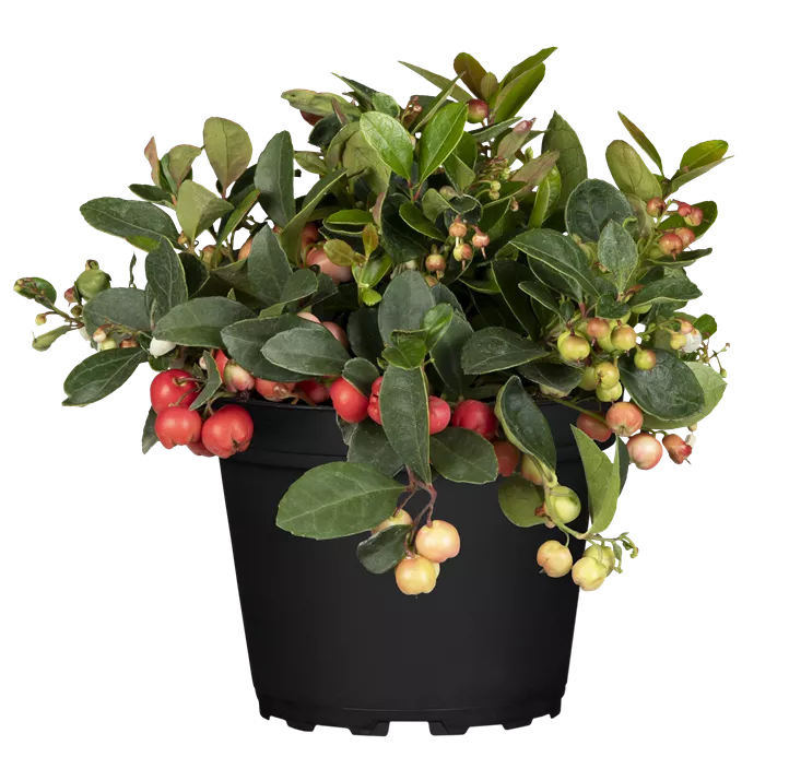 Zweifärbige Teppichbeere Zweifärbige Teppichbeere