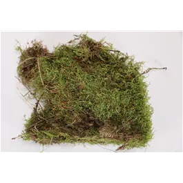 Plattenmoos frisch Plattenmoos frisch