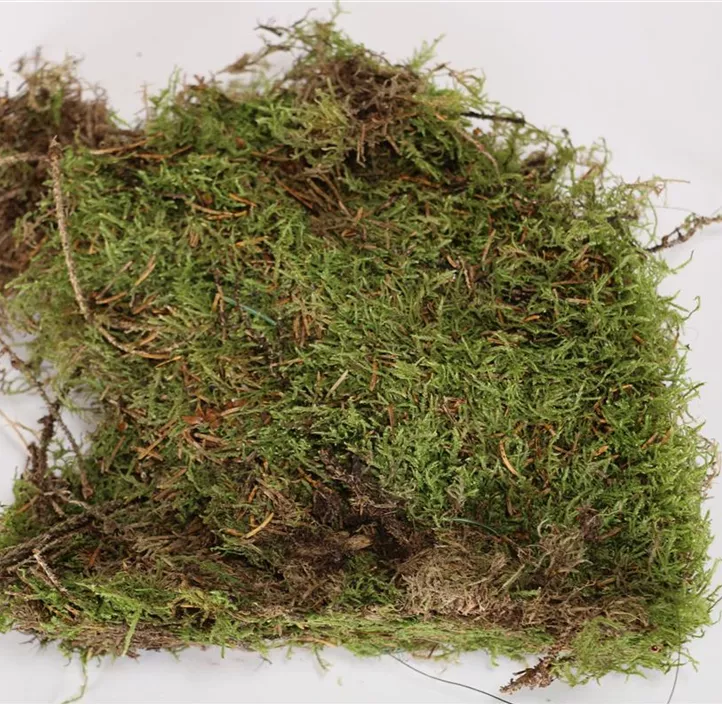 Plattenmoos frisch Plattenmoos frisch