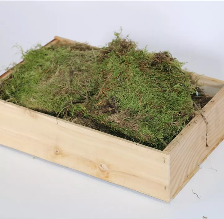 Plattenmoos in Kiste