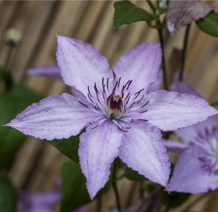 Waldrebe 'Hagley Hybrid'
