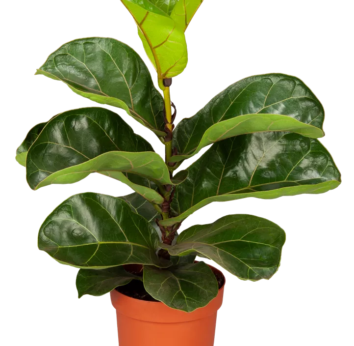 Geigenfeige 'Bambino' Geigenfeige 'Bambino'