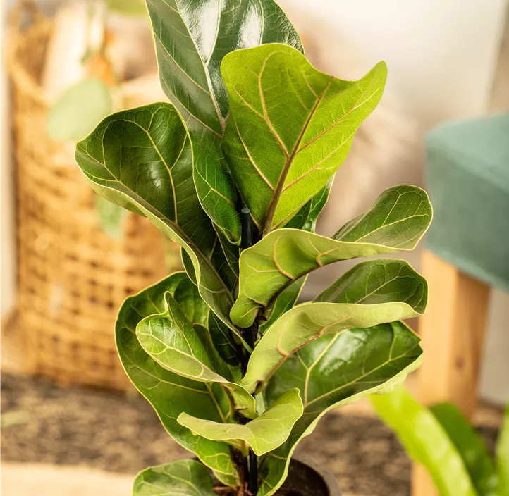 Geigenfeige 'Bambino' Geigenfeige 'Bambino'