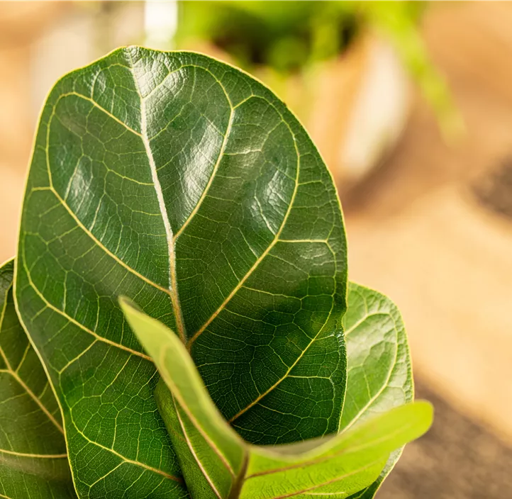 Geigenfeige 'Bambino' Geigenfeige 'Bambino'