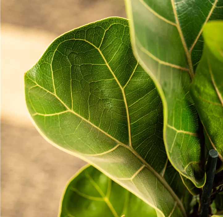 Geigenfeige 'Bambino' Geigenfeige 'Bambino'