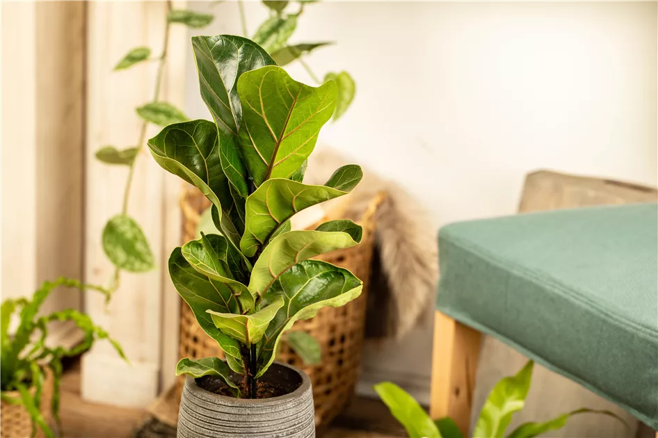 Ficus lyrata Bambino, Geigenfeige 'Bambino' - Bellaflora