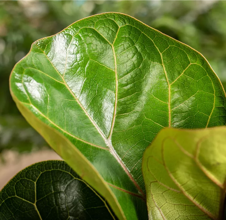 Geigenfeige 'Bambino' Geigenfeige 'Bambino'