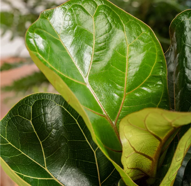 Geigenfeige 'Bambino' Geigenfeige 'Bambino'