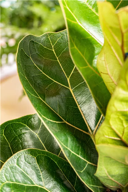 Ficus lyrata Bambino, Geigenfeige 'Bambino' - Bellaflora