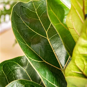 Ficus lyrata Bambino