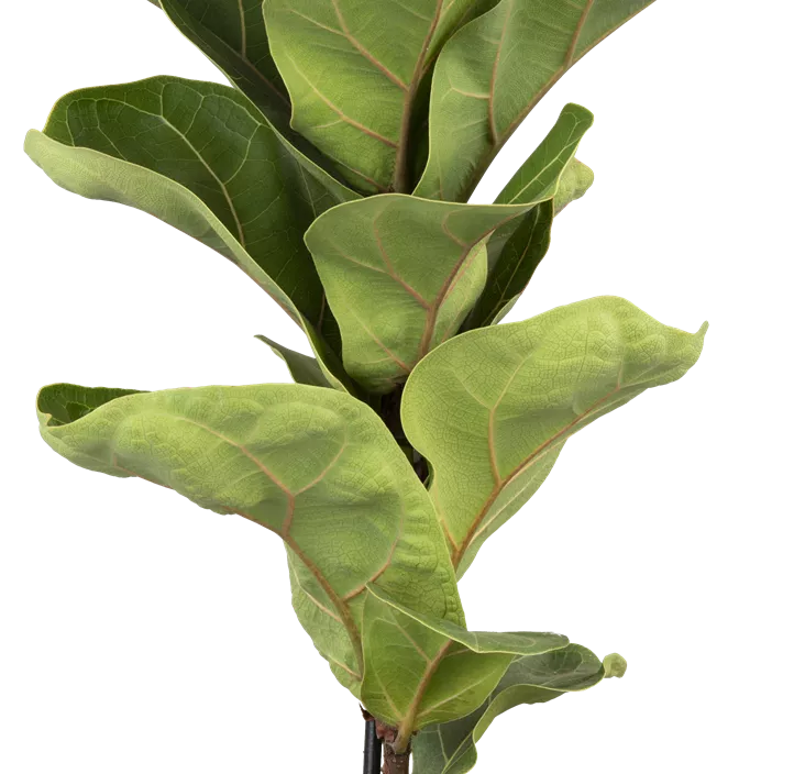 Geigenfeige 'Bambino' Geigenfeige 'Bambino'