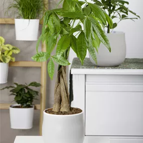 Pachira aquatica geflochtener Stamm