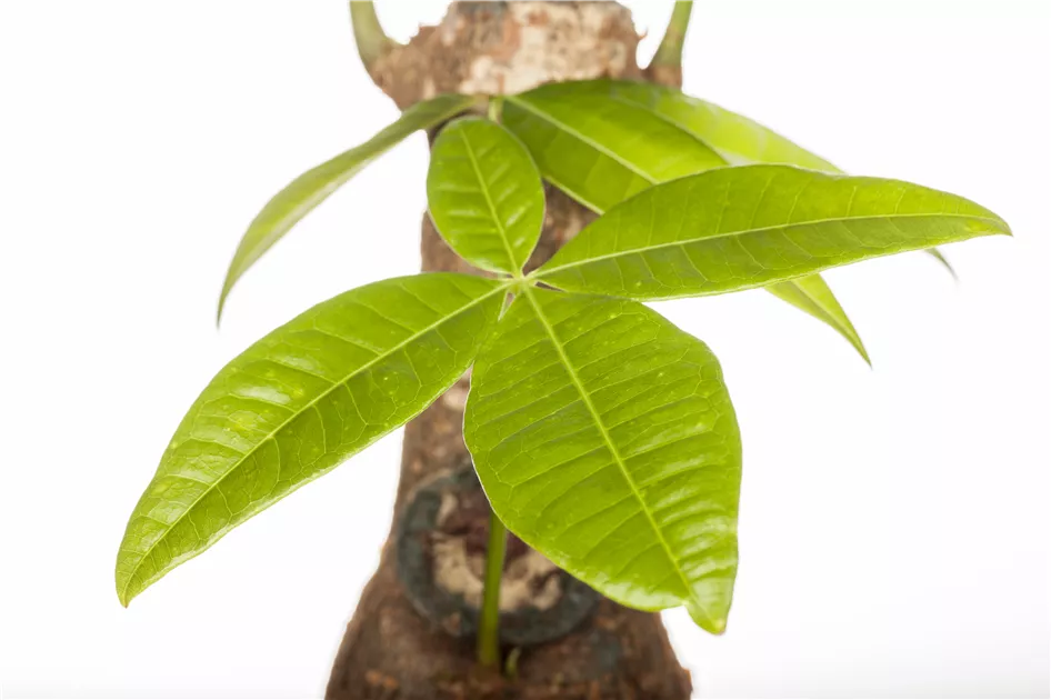 Pachira aquatica geflochtener Stamm, Glckskastanie - Bellaflora