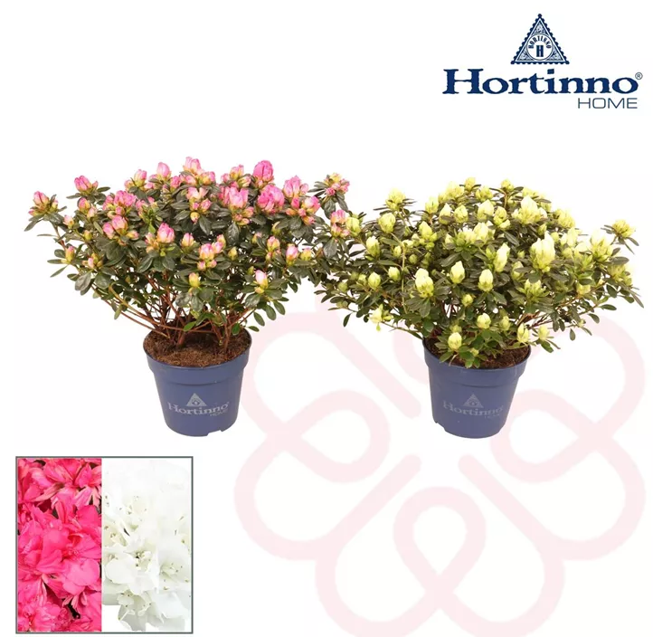 Zimmerazalee 'Hortinno® Quattro'