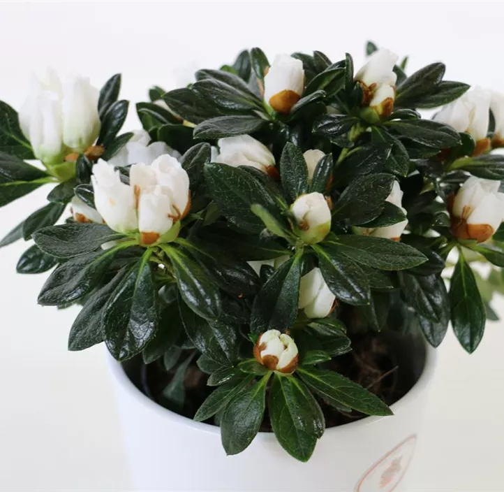 Zimmerazalee 'Christine® Belli' Zimmerazalee 'Christine® Belli'