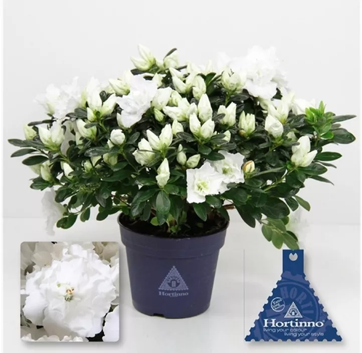 Zimmerazalee 'Christine® Belli' Zimmerazalee 'Christine® Belli'