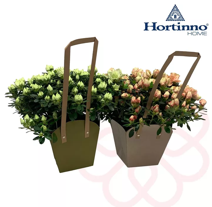 Zimmerazalee 'Hortinno® Quattro' Zimmerazalee 'Hortinno® Quattro'