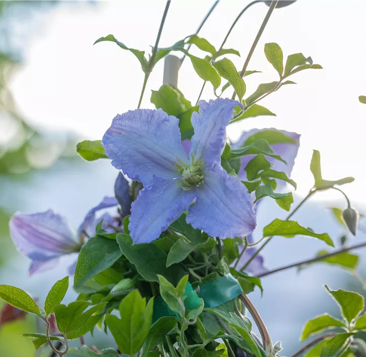 Waldrebe 'Hagley Hybrid'