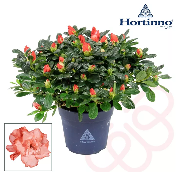 Zimmerazalee 'Magic' Zimmerazalee 'Magic'