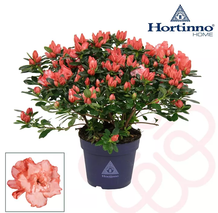 Zimmerazalee 'Magic' Zimmerazalee 'Magic'