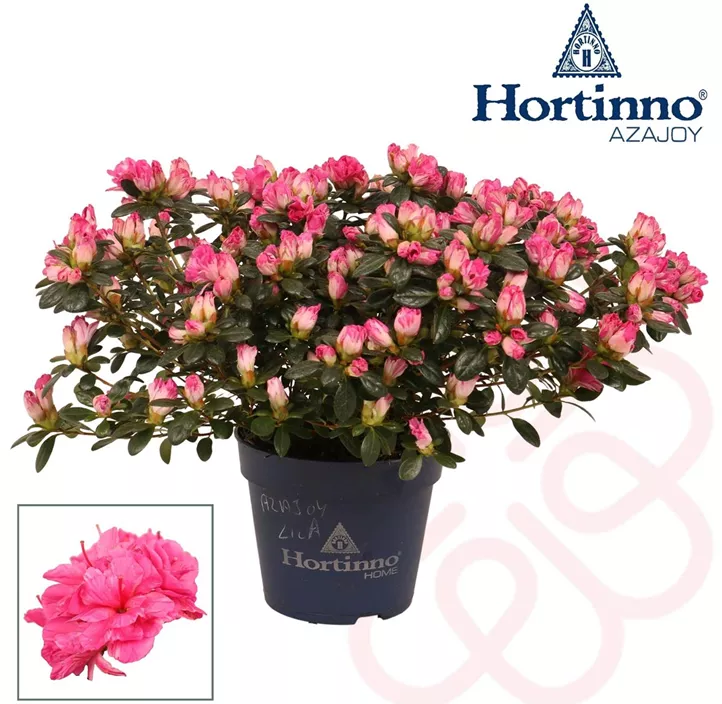 Zimmerazalee 'Hortinno® Quattro' Zimmerazalee 'Hortinno® Quattro'