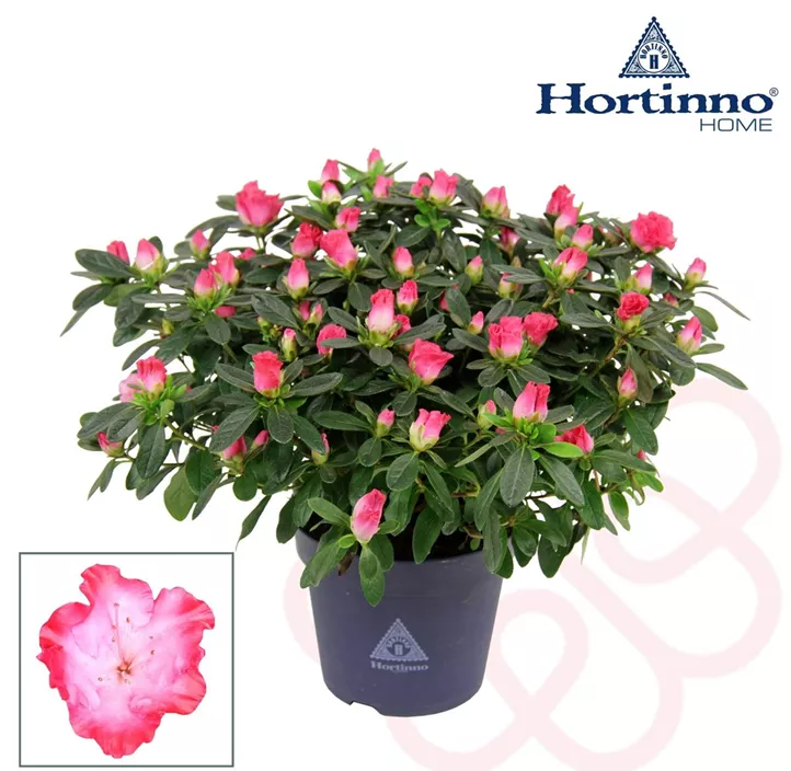 Zimmerazalee 'Princess Pinky'® Zimmerazalee 'Princess Pinky'®