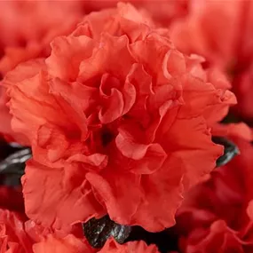 Azalee Hortinno Siena