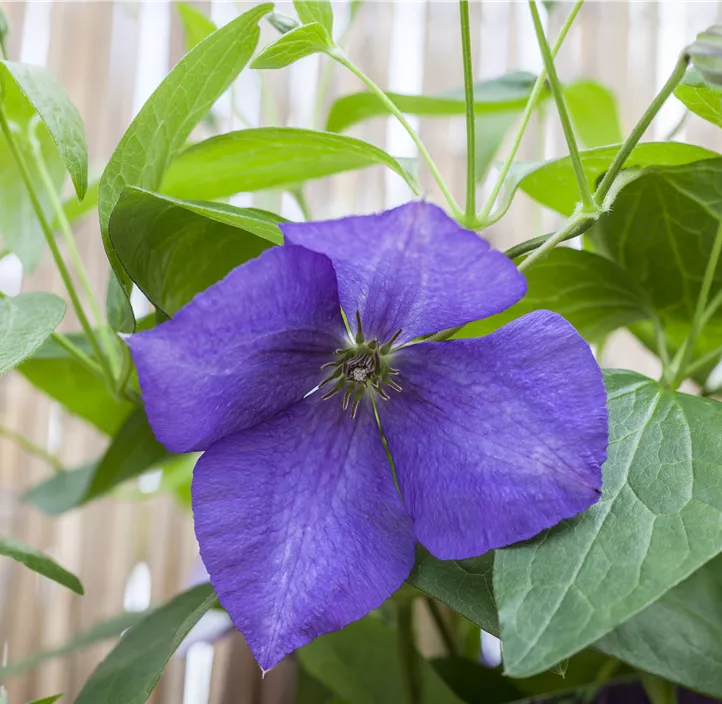 Waldrebe 'Jackmanii'