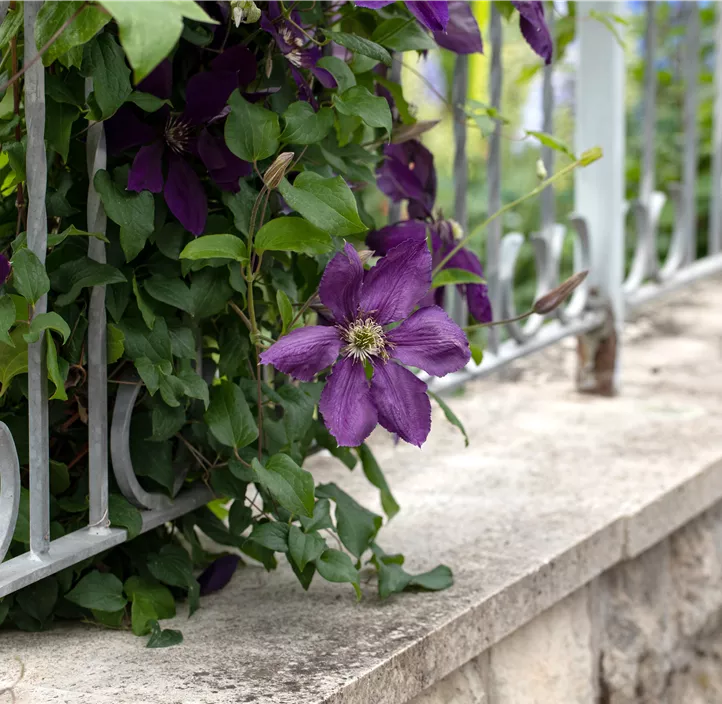 Waldrebe 'Jackmanii'