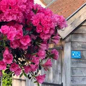 Azalee Hortinno Cascadula Evergreen