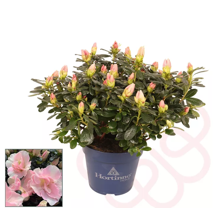 Zimmerazalee 'Hortinno® Quattro' Zimmerazalee 'Hortinno® Quattro'